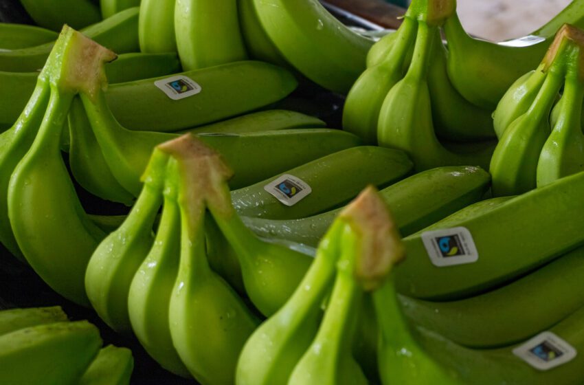  WORLD BANANA DAY 2026 – Dietro il frutto più venduto in Europa, la sfida globale della filiera