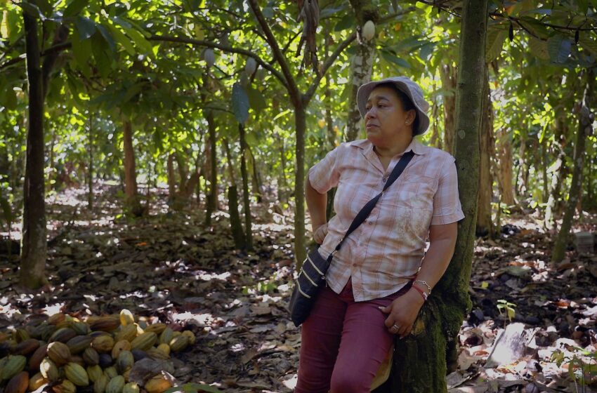  Il gusto amaro del cacao tra prezzi record e crisi climatica. Il ruolo di Fairtrade Italia per una filiera sempre più equa e sostenibile
