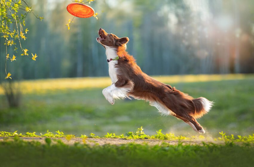  Cani e rientro dalle vacanze: 6 consigli per affrontare la “vacation fatigue” di settembre 